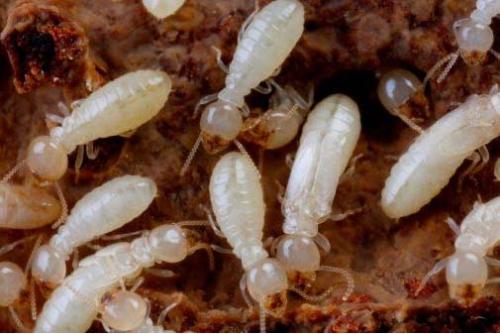 白蚁是怎样毁坏钢筋混凝土的？