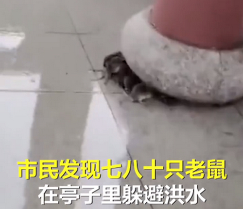 深圳专业灭鼠公司|如何应对洪水泛滥后的鼠患